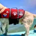 cbsn fusion meet the aquatic dog helping anxious students learn how to surf thumbnail