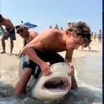 cbsn fusion some fishers lure sharks shallow waters causing concern new jersey thumbnail