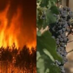 cbsn fusion wildfires threaten frances historic bordeaux wine region thumbnail