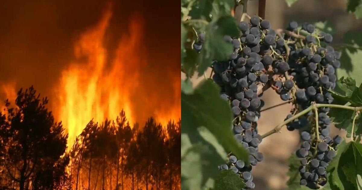 cbsn fusion wildfires threaten frances historic bordeaux wine region thumbnail