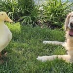 dog and duck 1920