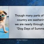 dog days of summer 1920