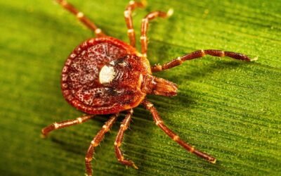 lone star tick getty 2267590795 1920