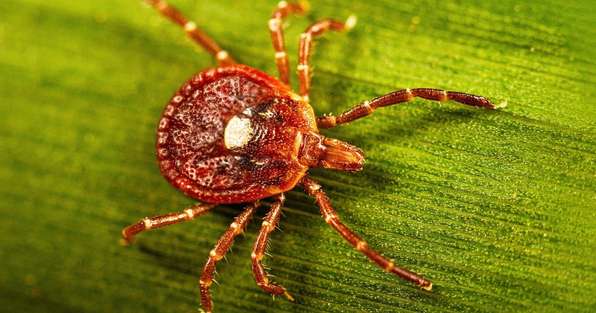 lone star tick getty 2267590795 1920