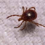 lone star tick getty 2279885741 1280