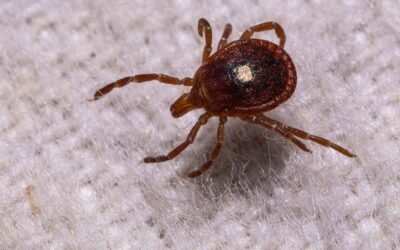 lone star tick getty 2279885741 1280