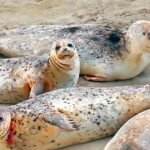 nature harbor seals oregon 1920