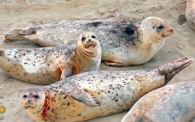 nature harbor seals oregon 1920