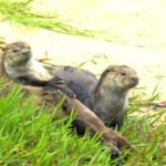 nature otters 1920