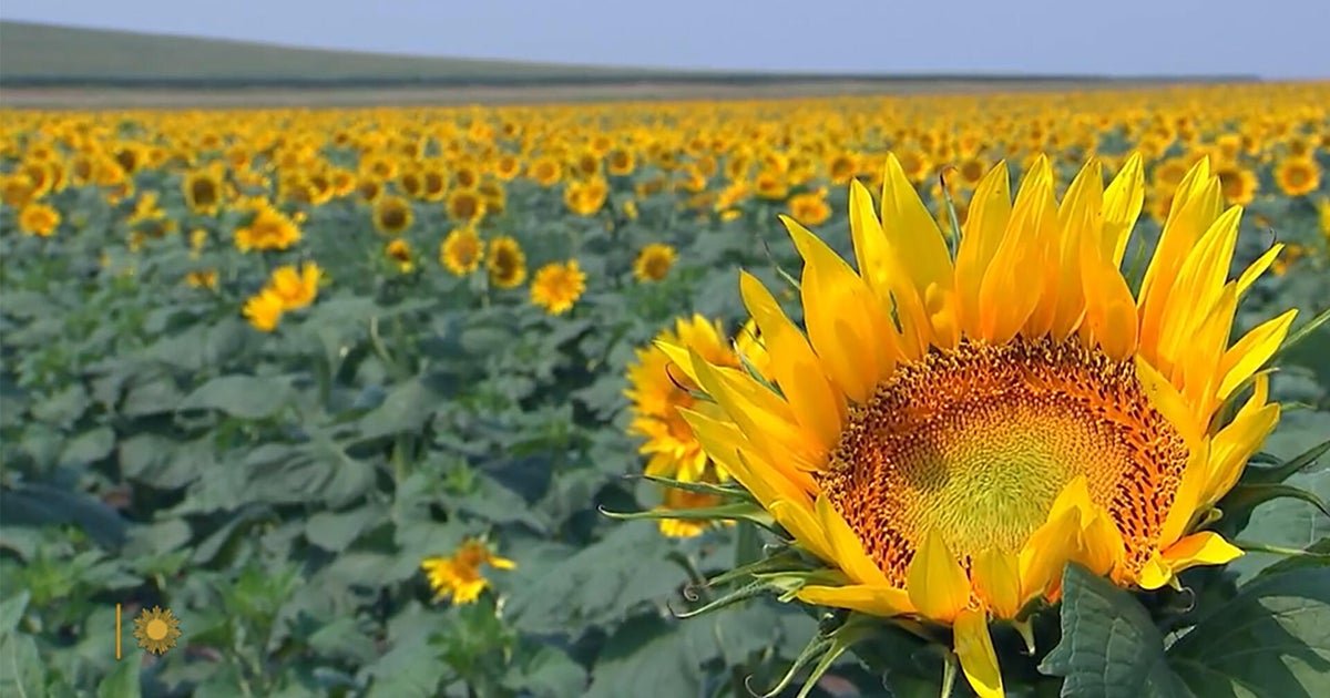nature sunflowers 081626 1920