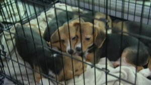 rescued beagles yamaguchi frame 305