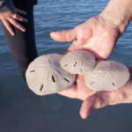 sm o forair teichner sand dollars 080226 31 786792