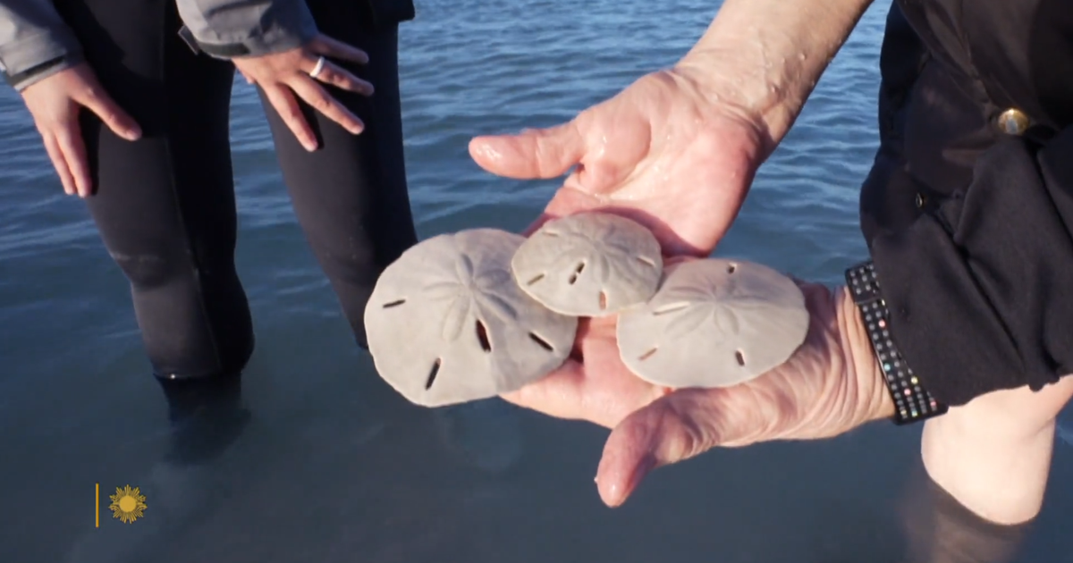sm o forair teichner sand dollars 080226 31 786792