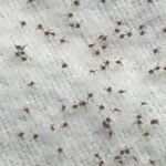 ticks lots of em