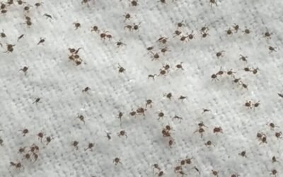 ticks lots of em