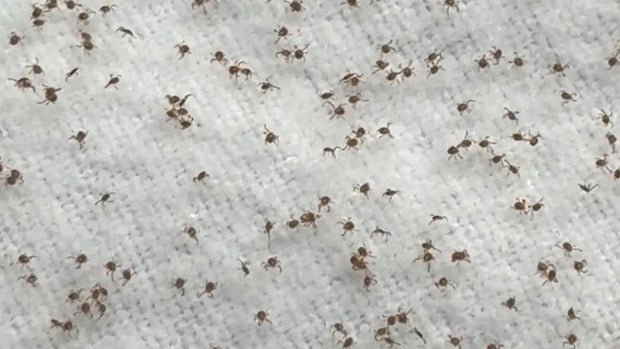 ticks lots of em