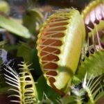 venus fly traps 1920