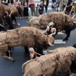 buffalo puppets b 1920