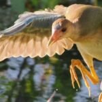 cbsn fusion california community mesmerized by rare bird sighting thumbnail