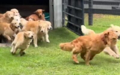 cbsn fusion camp goldie features 13 golden retrievers thumbnail