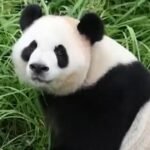 cbsn fusion giant pandas settle zoo atlanta journey china thumbnail