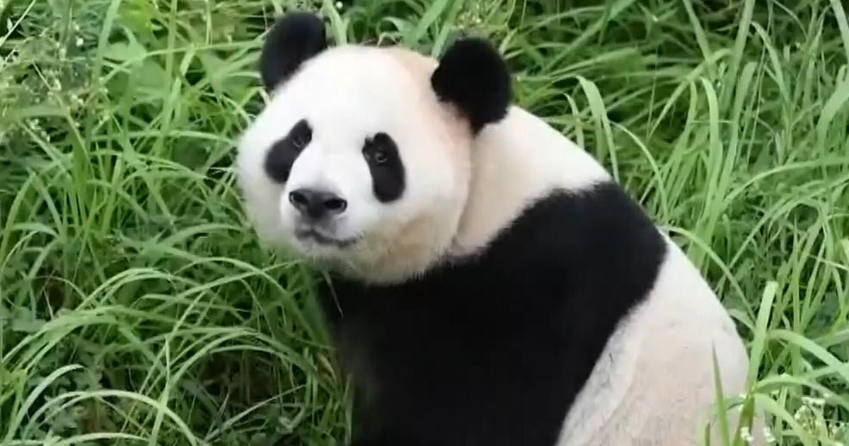cbsn fusion giant pandas settle zoo atlanta journey china thumbnail