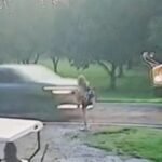 cbsn fusion increase drivers passing stopped school buses leads safety concerns thumbnail