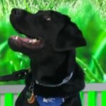 cbsn fusion puppies gayle nate and tony show off their guide dog training on cbs mornings thumbnail