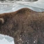 cbsn fusion voting fat bear week begins thumbnail