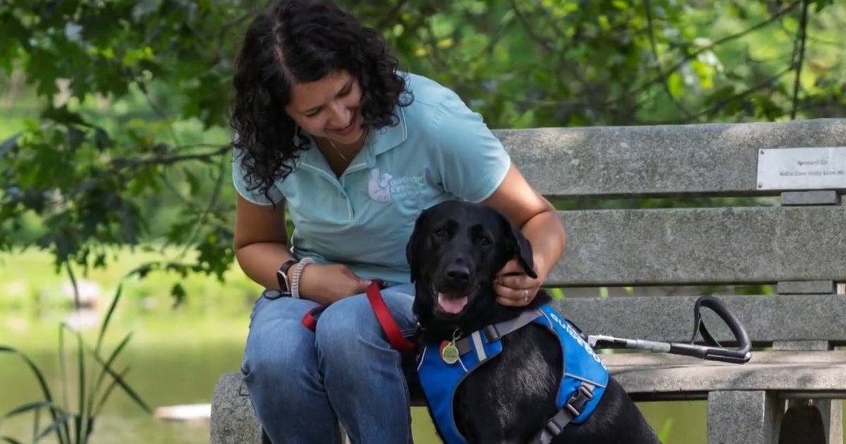 cbsn fusion what it takes to become a guide dog puppy raiser thumbnail