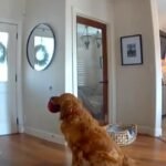 cbsn fusion when intruder invaded golden retrievers home tried play thumbnail
