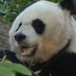 cbsn fusion xi gifts giant pandas us continuing years panda diplomacy thumbnail