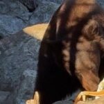 grand teton bear