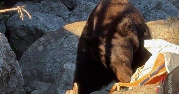 grand teton bear