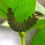 nature monarch caterpillar 1920