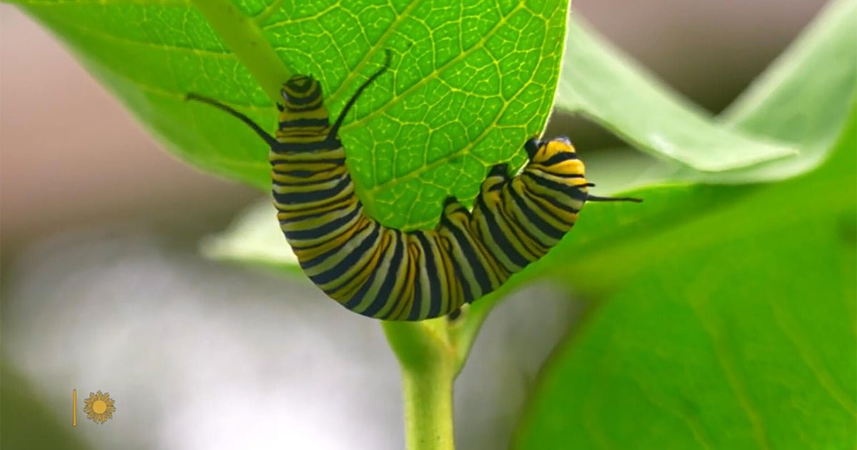 nature monarch caterpillar 1920