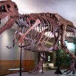 sue the t rex