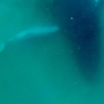 whale screenshot 2026 09 16 113101