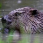 cbsn fusion beavers brought london help solve flooding problem make people smile thumbnail