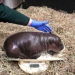 hippocalf4