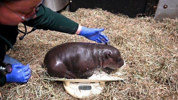 hippocalf4