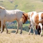 nature horses san luis obispo 1920